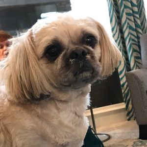 Meet your Posher, Reagan